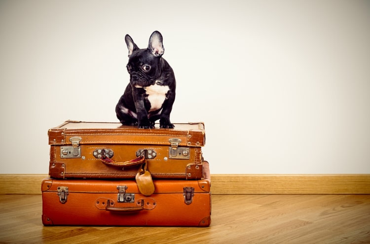 Can I bring my pet to the US? - Resources Blog - US Immigration FAQs - Richards and Jurusik Immigration Law - Buffalo NY