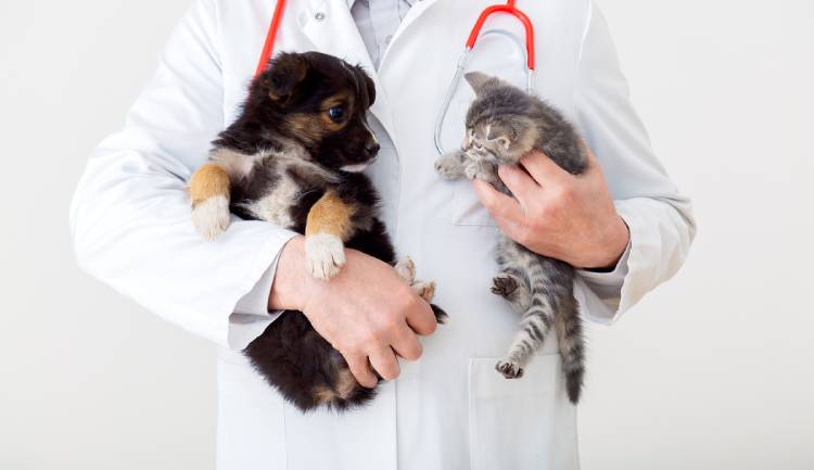 Comprehensive Guide to Securing a TN Visa as a Veterinarian: USMCA(NAFTA) Eligibility, Requirements, and Procedure
